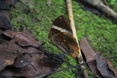 Thauria lathyi