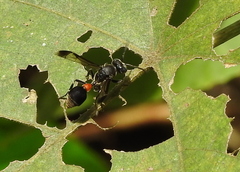 Ropalidia sumatrae