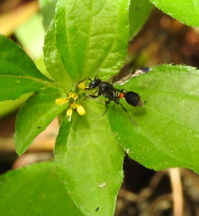 Ropalidia sumatrae