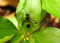 Ropalidia sumatrae