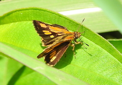 Ampittia dioscorides