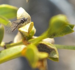 Camelopsocus tucsonensis