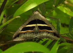 Grammodes geometrica