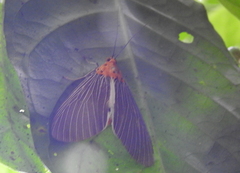 Asota