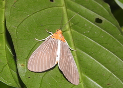Asota