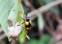 Lilioceris quadripustulata