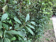 Machilus