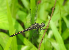 Onychothemis testacea
