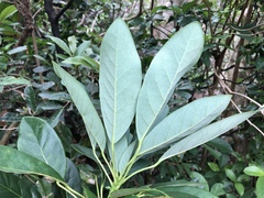 Daphniphyllum