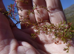 Erica limosa