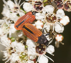 Castiarina erythroptera