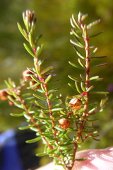 Erica limosa