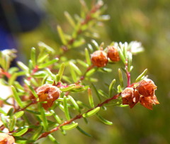 Erica limosa