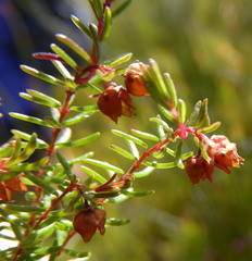 Erica limosa