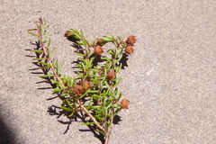 Erica limosa
