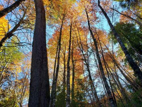 Image of Nothofagus alpina by (c) Cesar Ormazabal, some rights reserved (CC BY)