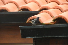 Phoenicurus ochruros