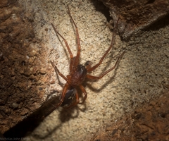Leichhardteus