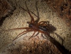 Leichhardteus