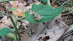 Dendropsophus parviceps