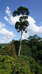 Parashorea tomentella