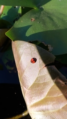 Coelophora biplagiata