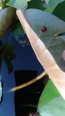 Coelophora biplagiata