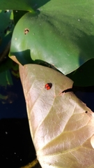 Coelophora biplagiata