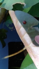 Coelophora biplagiata