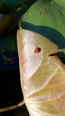 Coelophora biplagiata