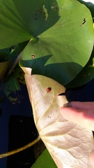 Coelophora biplagiata