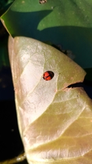 Coelophora biplagiata