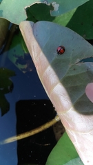 Coelophora biplagiata