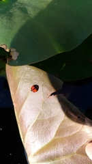 Coelophora biplagiata