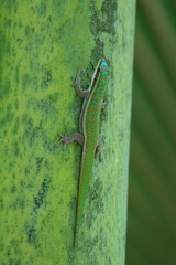 Phelsuma cepediana