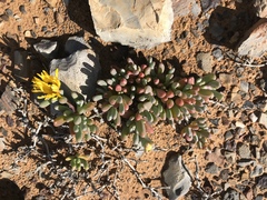 Malephora crassa