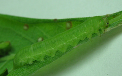 Euura viduata