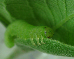 Euura viduata
