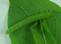 Euura viduata