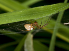 Bolyphantes alticeps