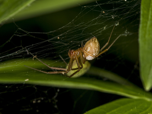 Bolyphantes alticeps