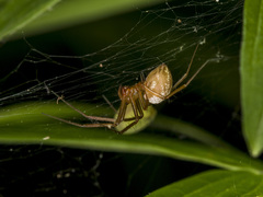 Bolyphantes alticeps