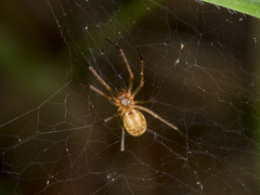 Bolyphantes alticeps