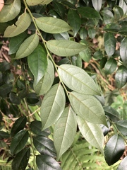 Ilex pubescens