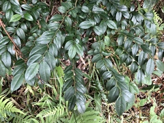 Ilex pubescens