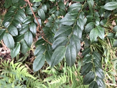 Ilex pubescens