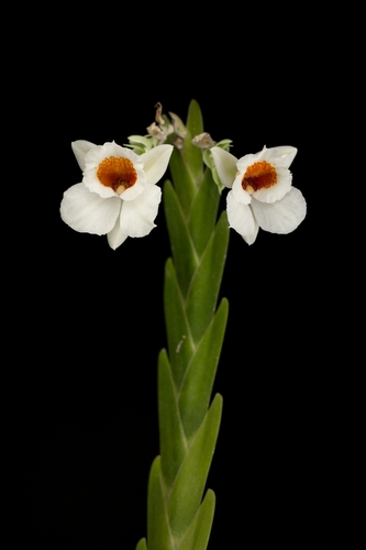 Lockhartia