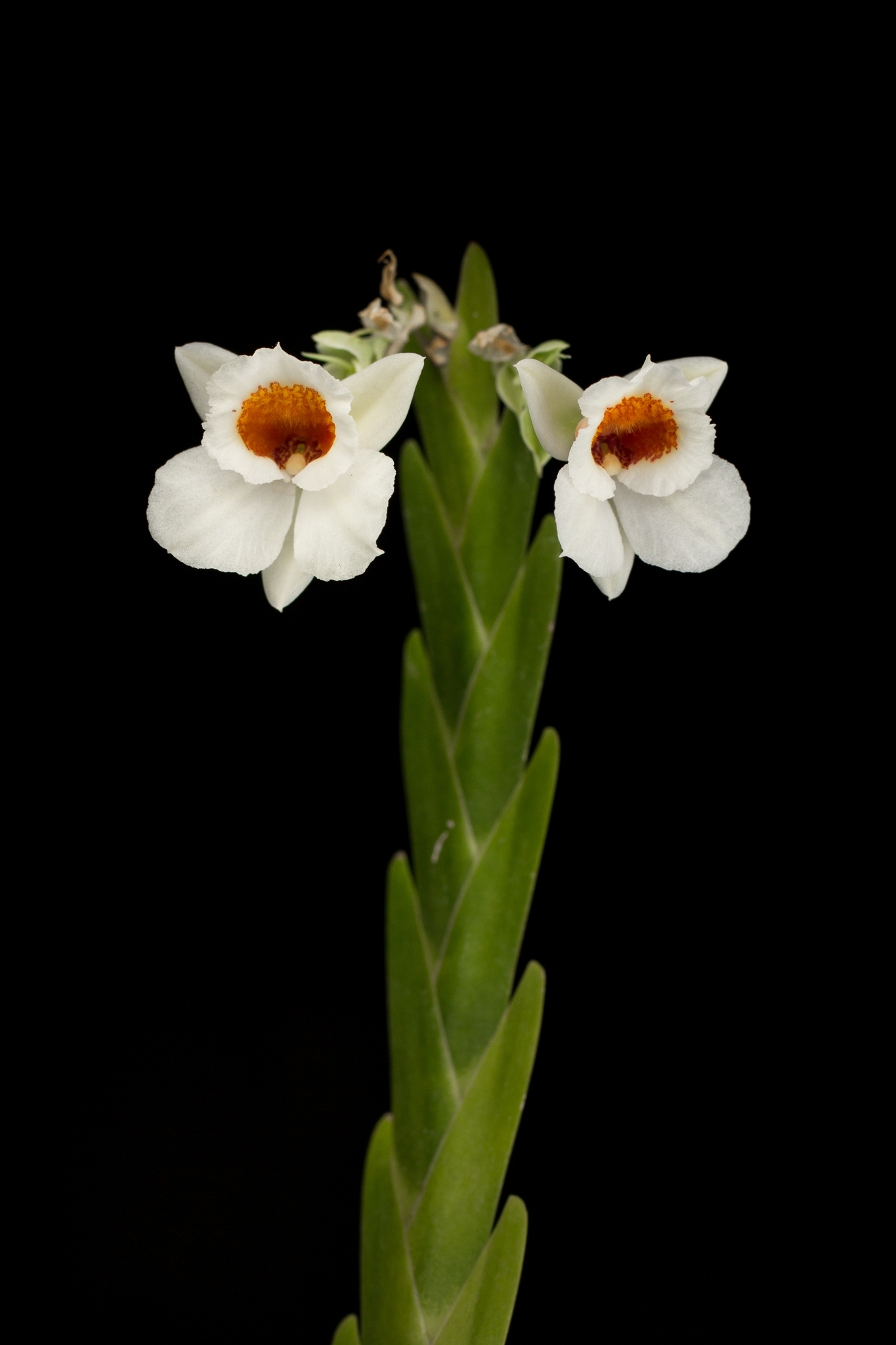 Lockhartia