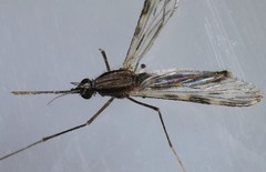Anopheles franciscanus