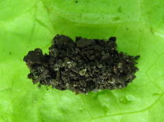 Euura viduata